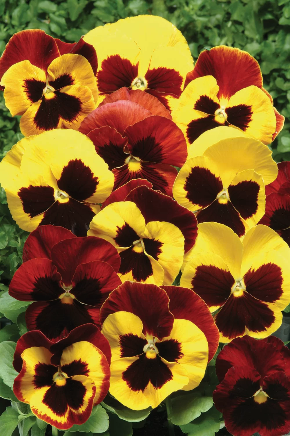 Viola wittrockiana Matrix™ Autumn Blaze Mix