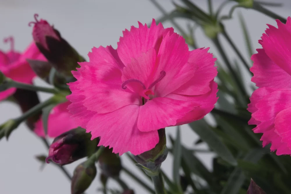 Dianthus caryophyllus Dinetta Pink