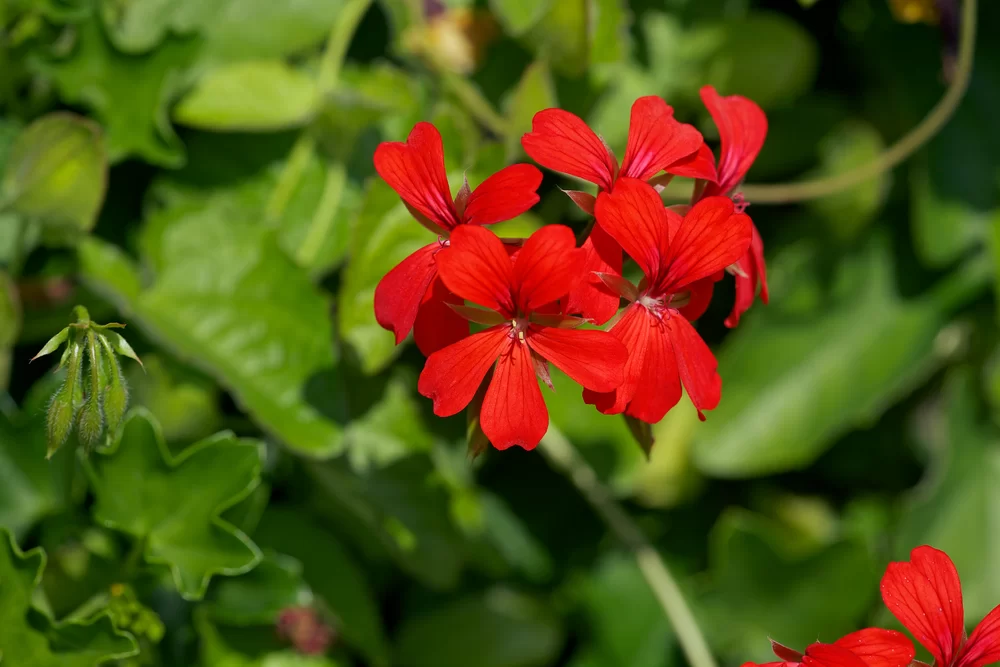 Pelargonium peltatum Decora Red