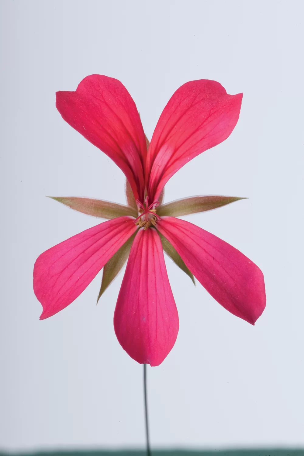 Pelargonium peltatum Balcon Cherry Pink