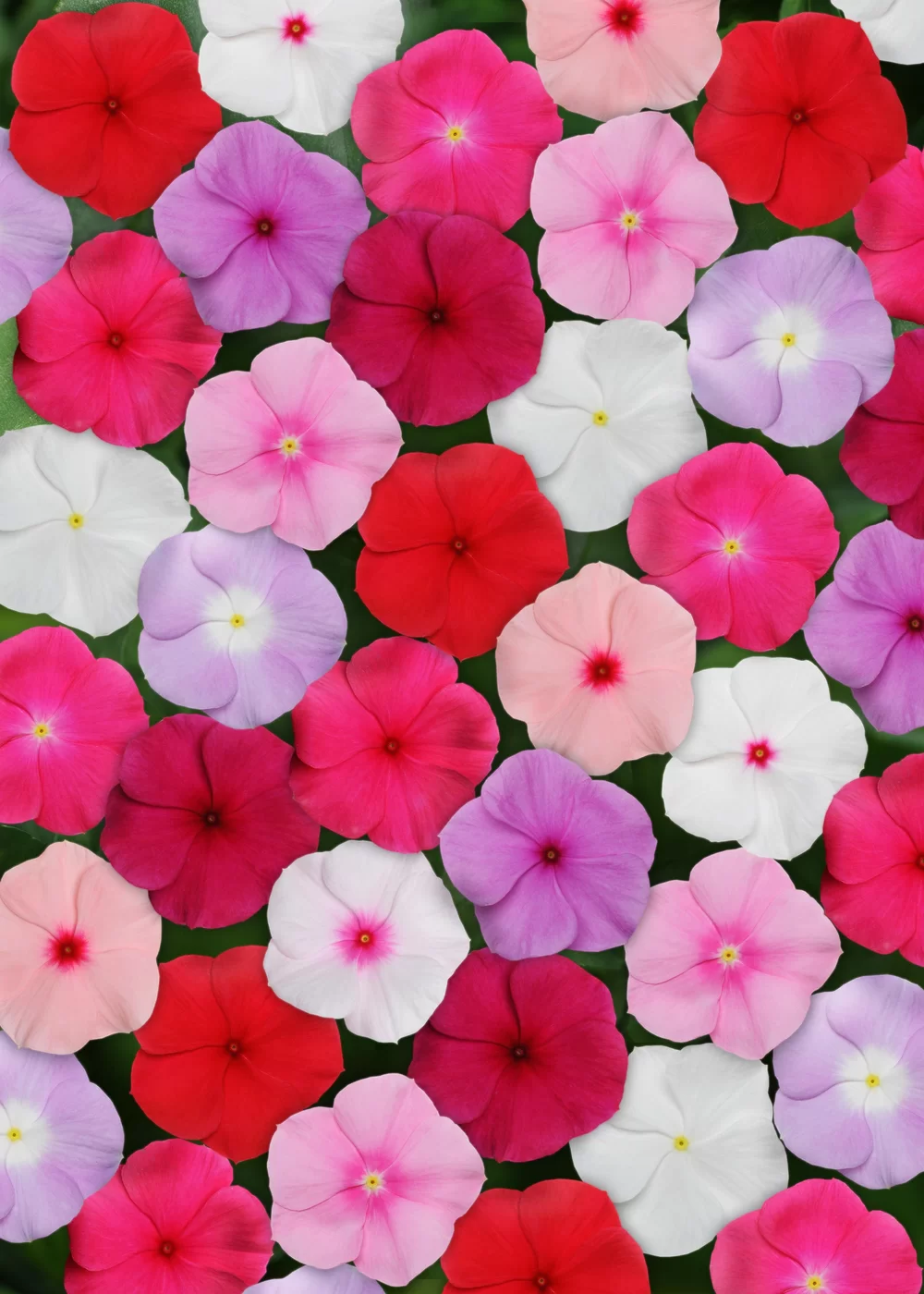 Catharanthus roseus Titan™ F1 Mix