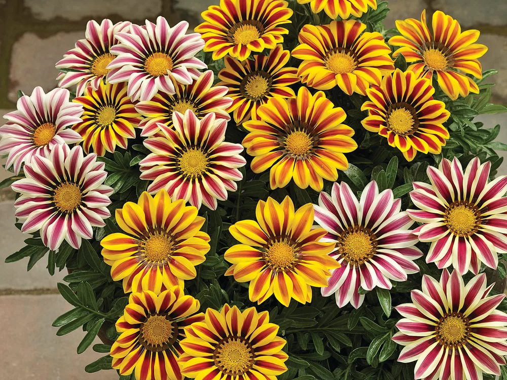Gazania rigens Big Kiss F1 Mix