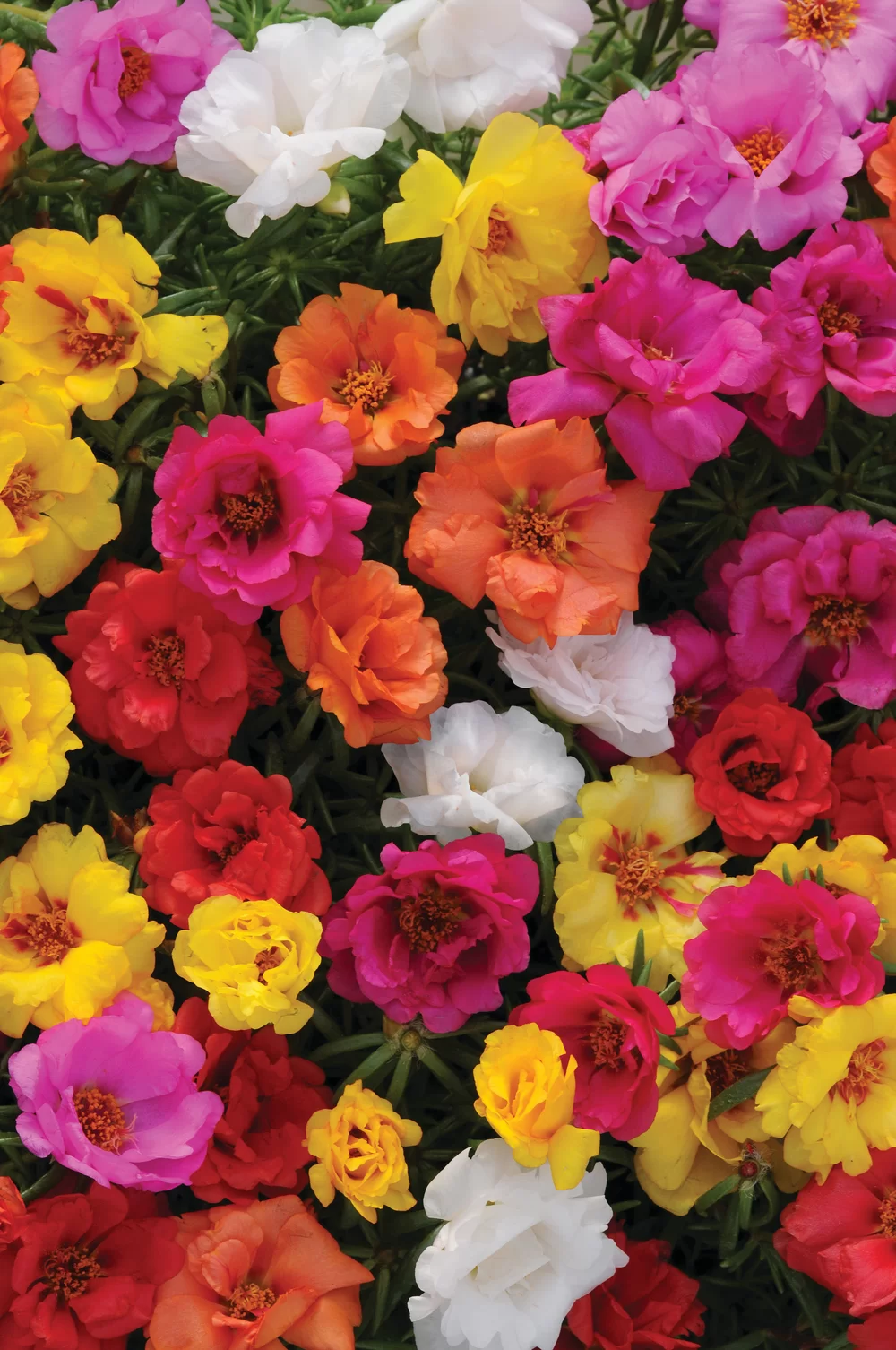 Portulaca grandiflora Happy Hour® Mix