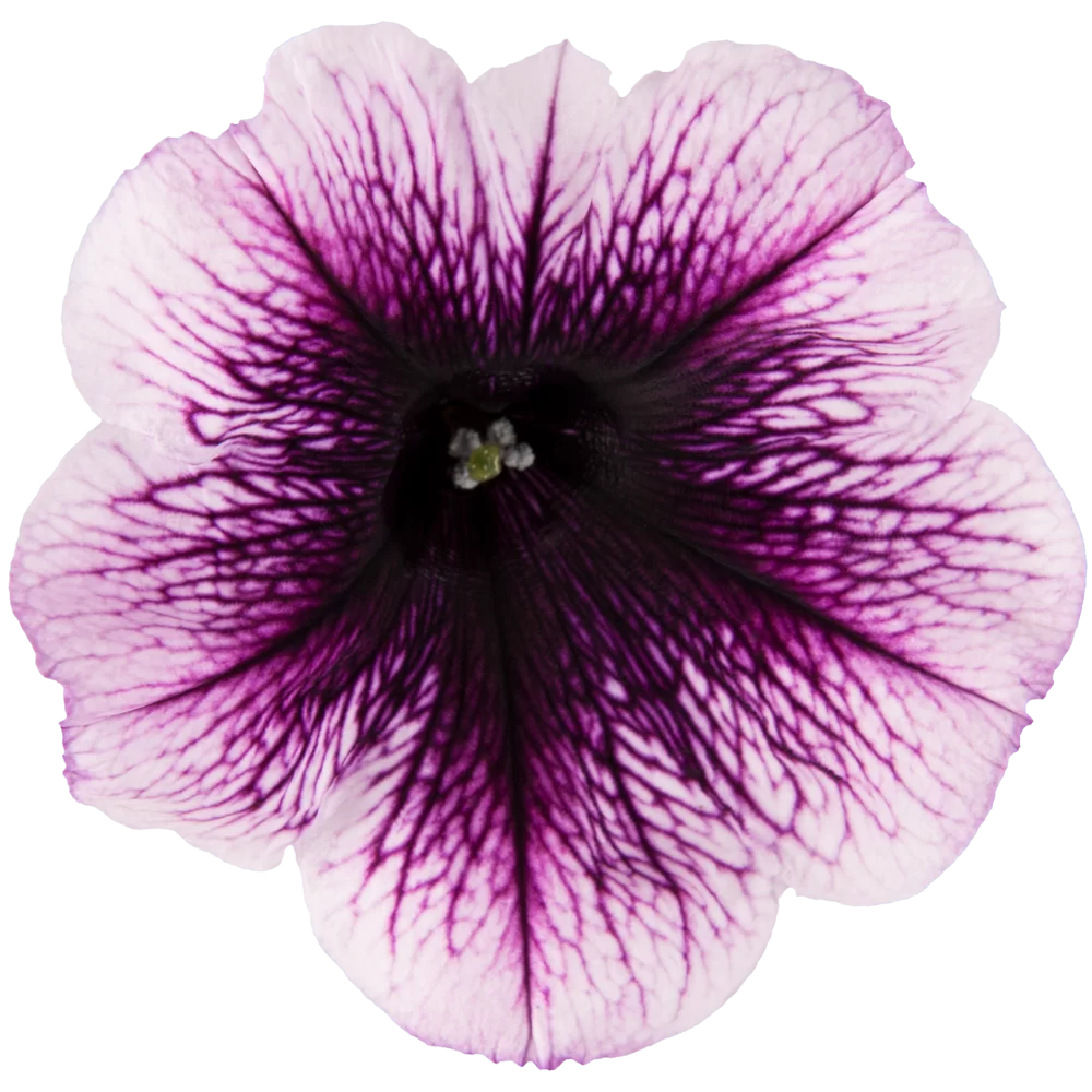 Petunia grandiflora GO!Tunia® Violet Vein
