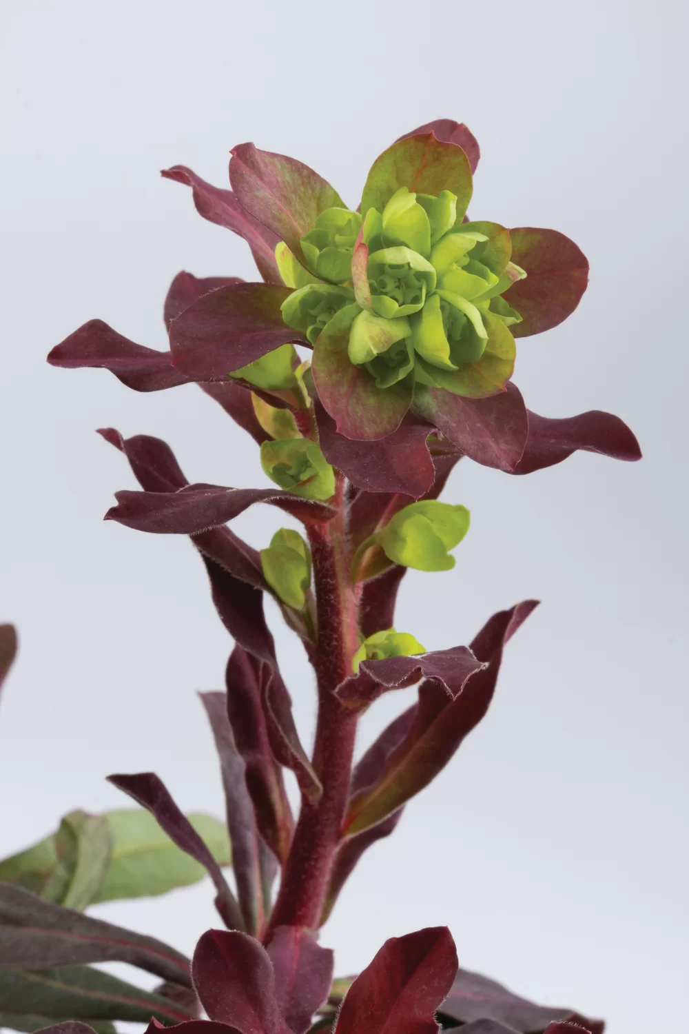 Euphorbia amygdaloides Purpurea Purpurea