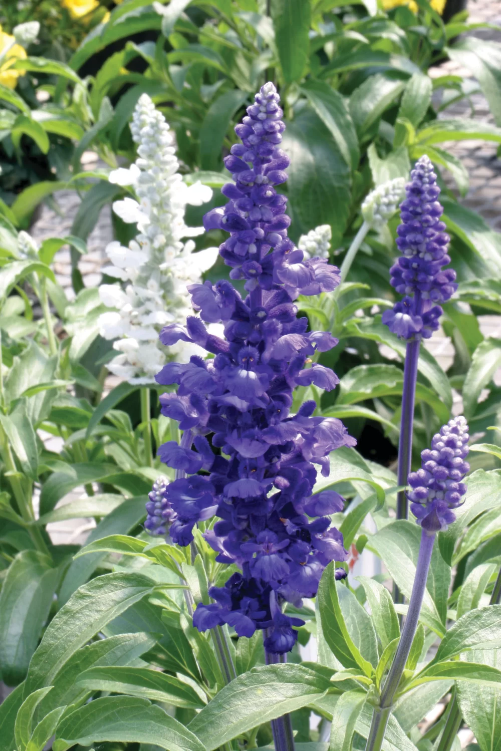 Salvia farinacea Midi Blue
