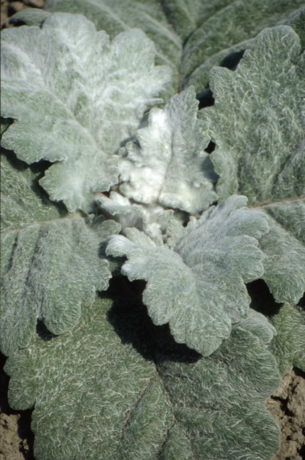 Salvia argentea Artemis