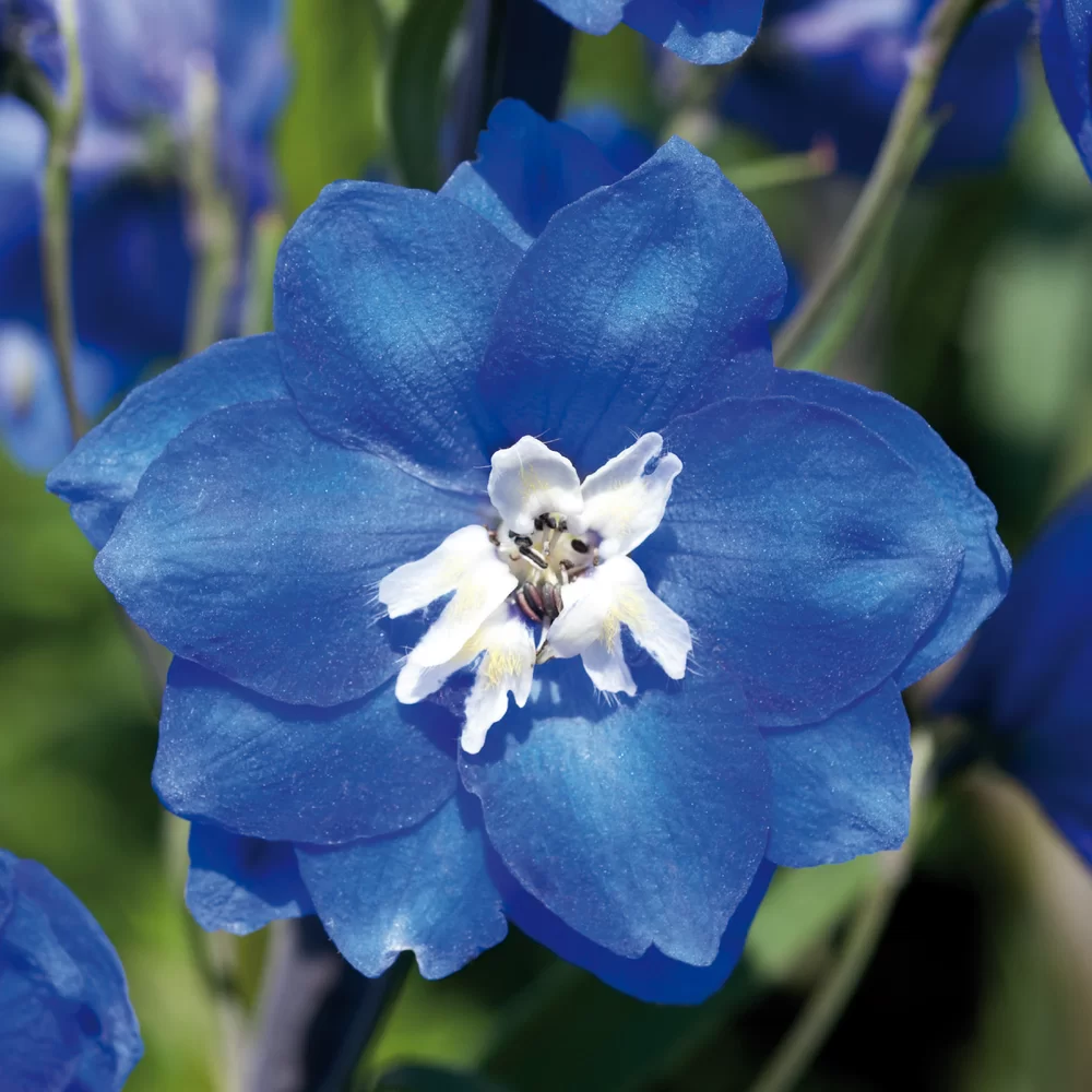 Delphinium cultorum Pacific Giants Blue Bird