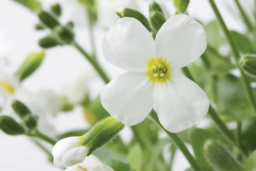 Aubrieta gracilis Florado White