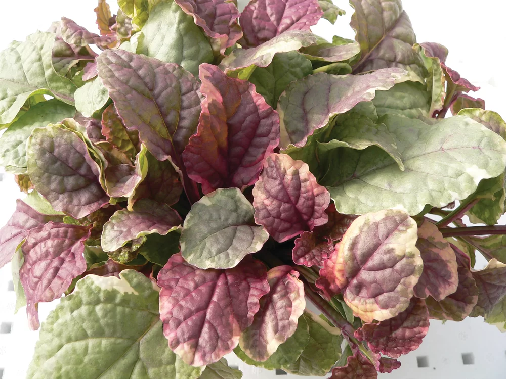 Ajuga reptans Burgundy Glow Burgundy Glow