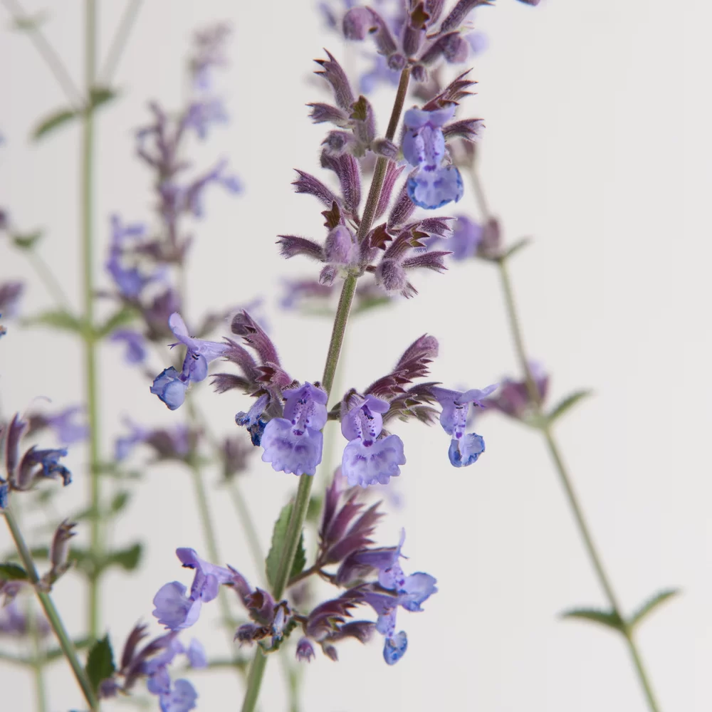 Nepeta faassenii Six Hills Giant Six Hills Giant