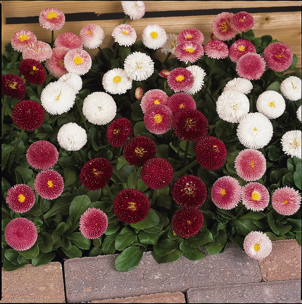 Bellis perennis Bellissima Mix