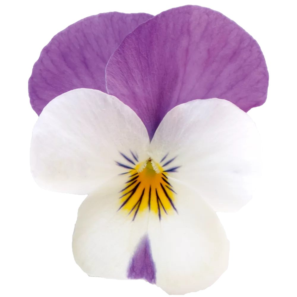 Viola cornuta EVO® Mini Persian Wing
