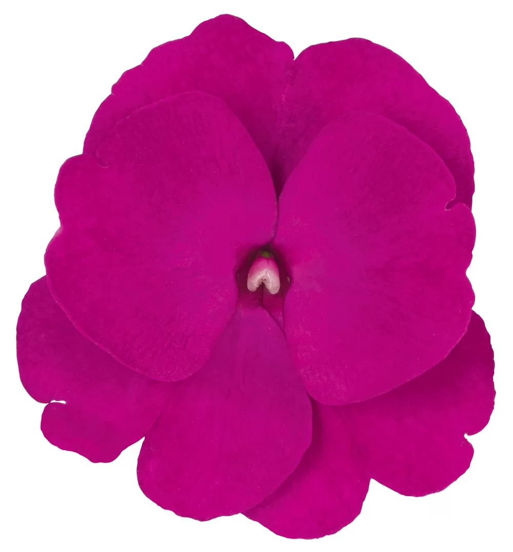 Impatiens New Guinea Clockwork™ GL Purple