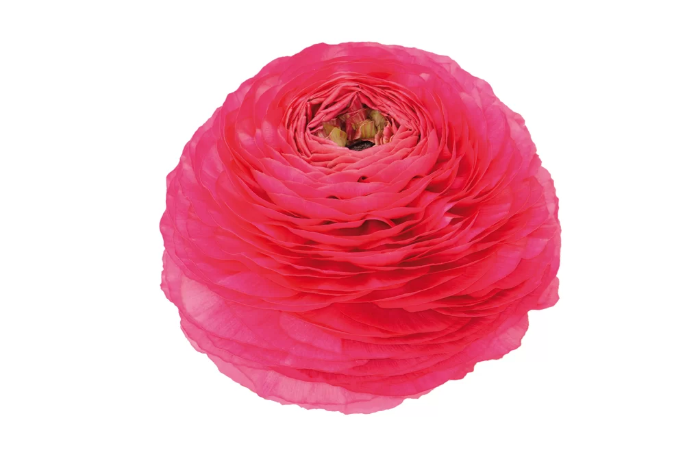 Ranunculus asiaticus Elegance Hot Pink/Rosa Caldo 95-08
