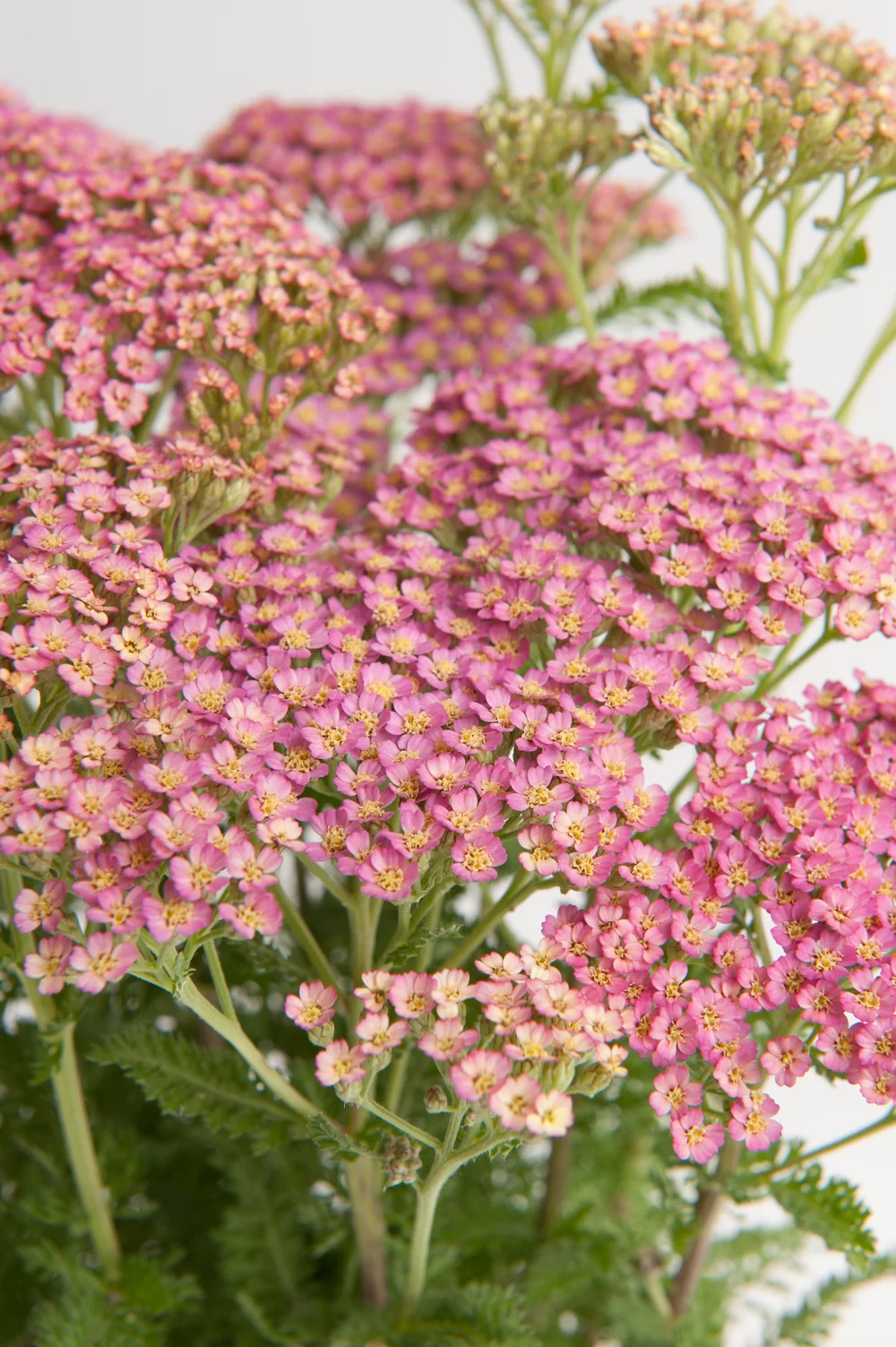 Achillea millefolium Milly Rock Pink
