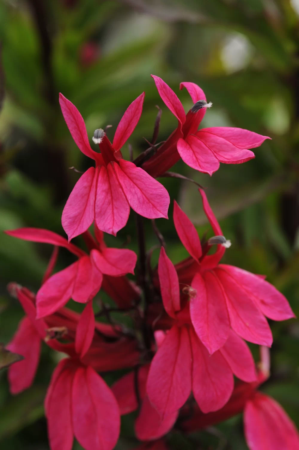 Lobelia speciosa Starship F1 | Florensis