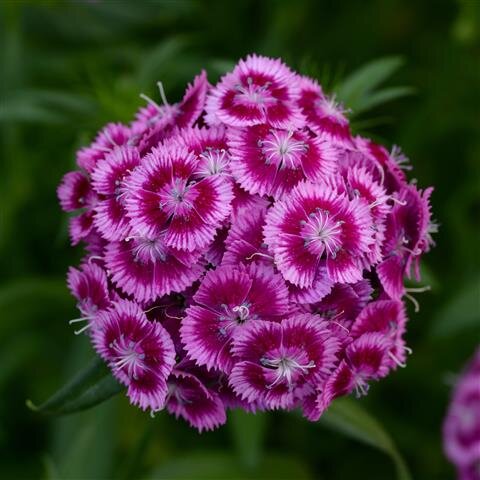 Dianthus Barbatus Sweet Magenta Bicolor