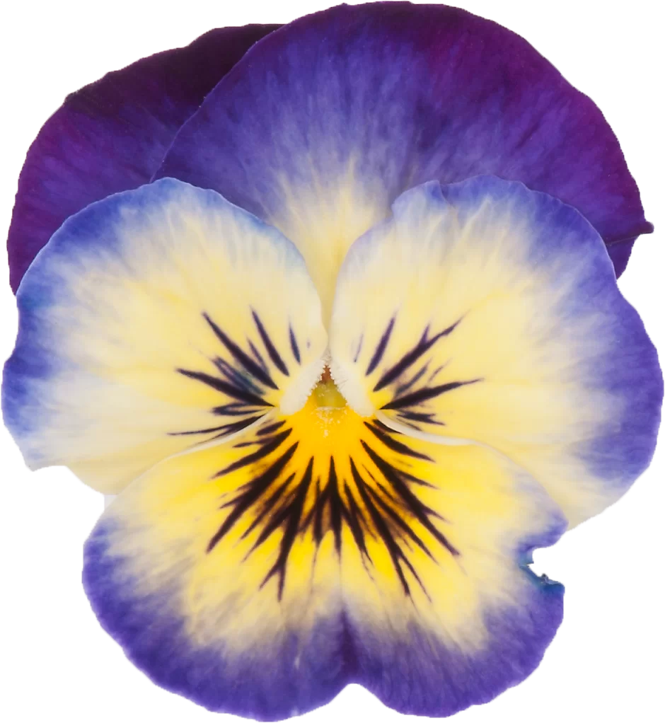 Viola cornuta EVO® Mini Neptune/Sorbet XP