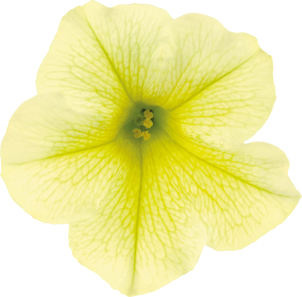 Petunia grandiflora Viva® Austria Yellow