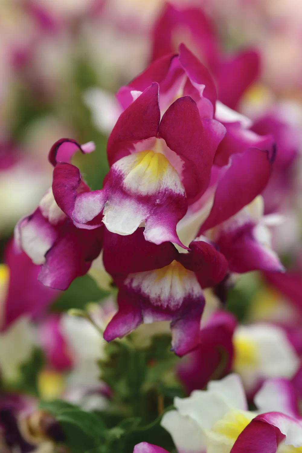 Antirrhinum majus - Snapshot F1 - Burgundy Bicolour
