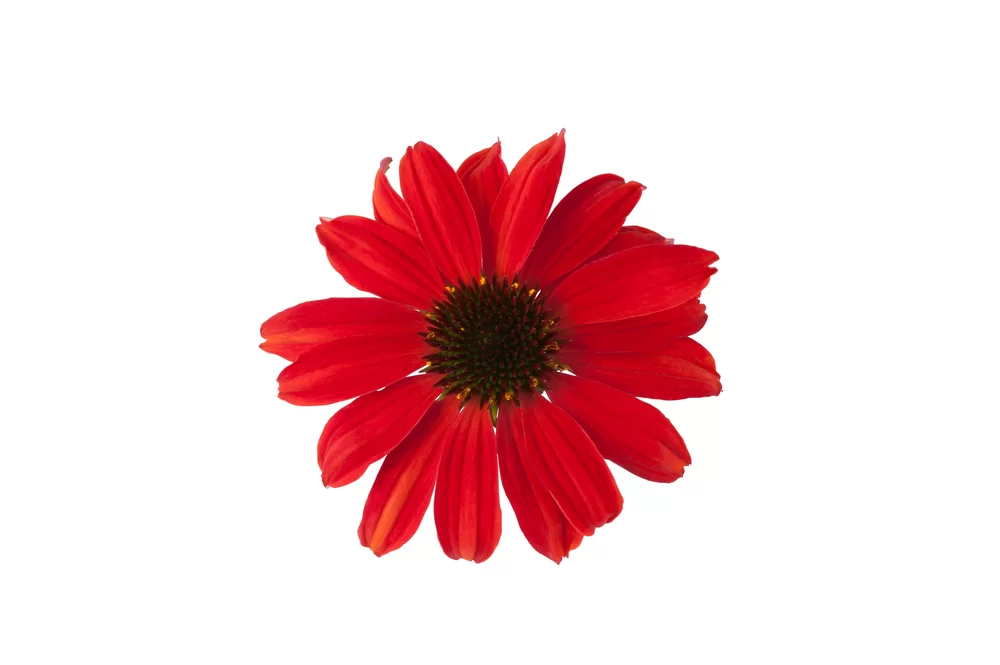 Echinacea purpurea Sombrero® Salsa Red