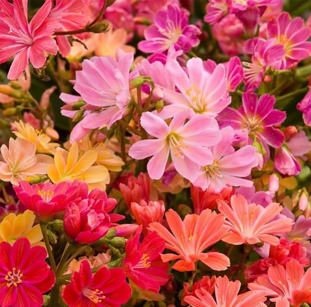 Lewisia cotyledon Mountain Dreams