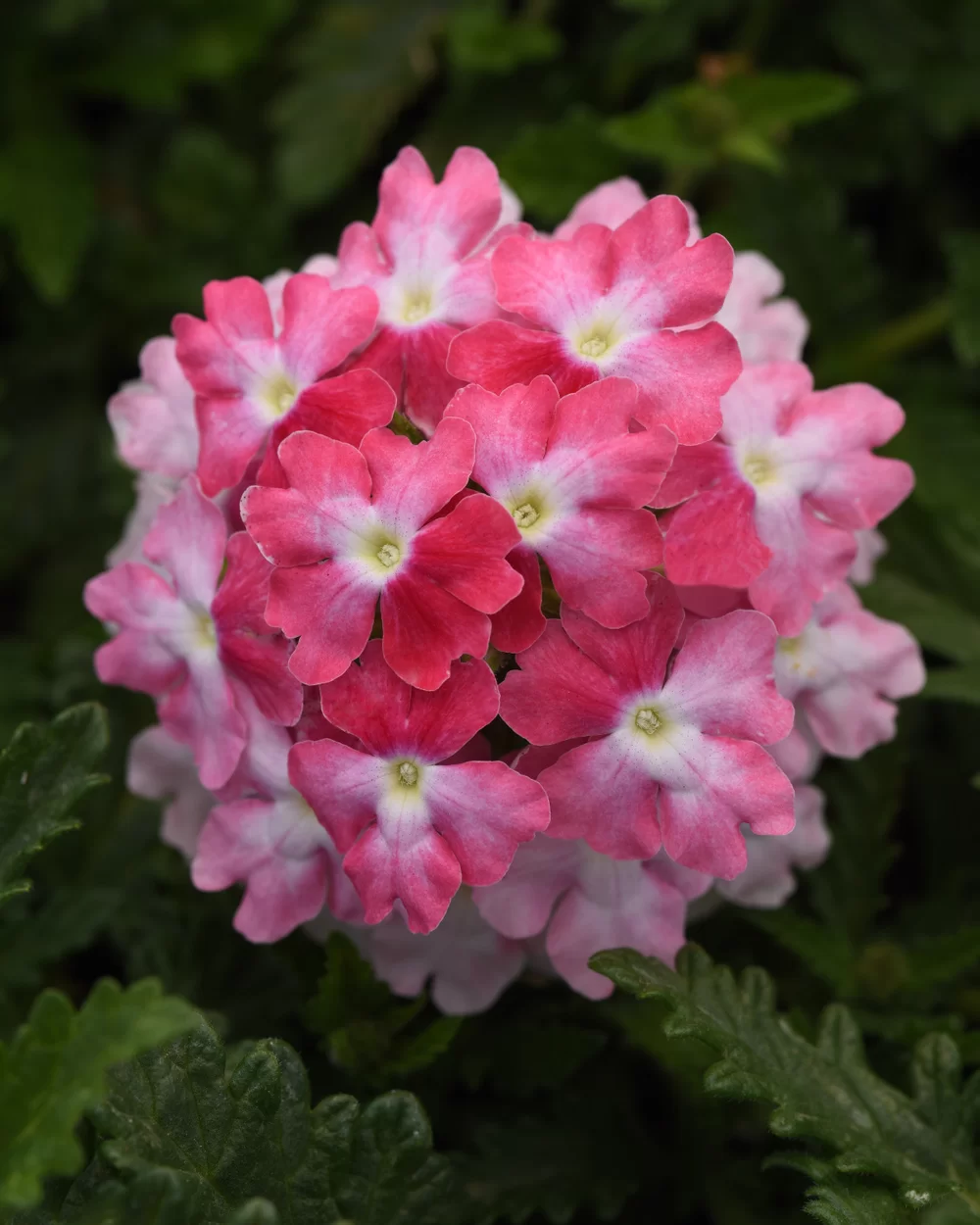 Verbena peruviana EnduraScape™ Pink Fizz