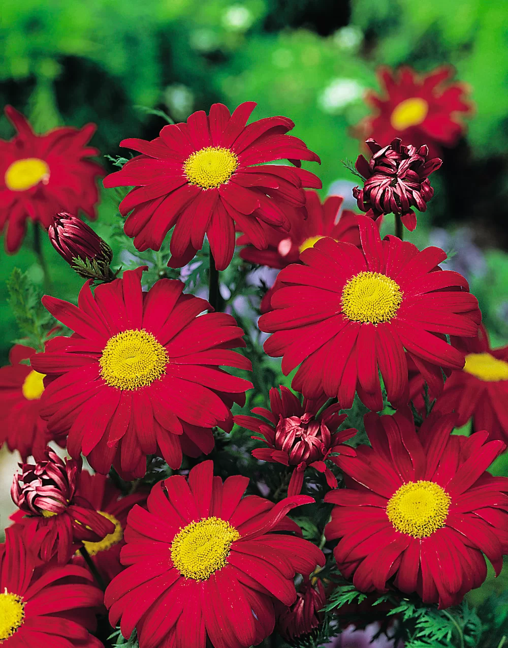 Tanacetum coccineum Robinsons Red