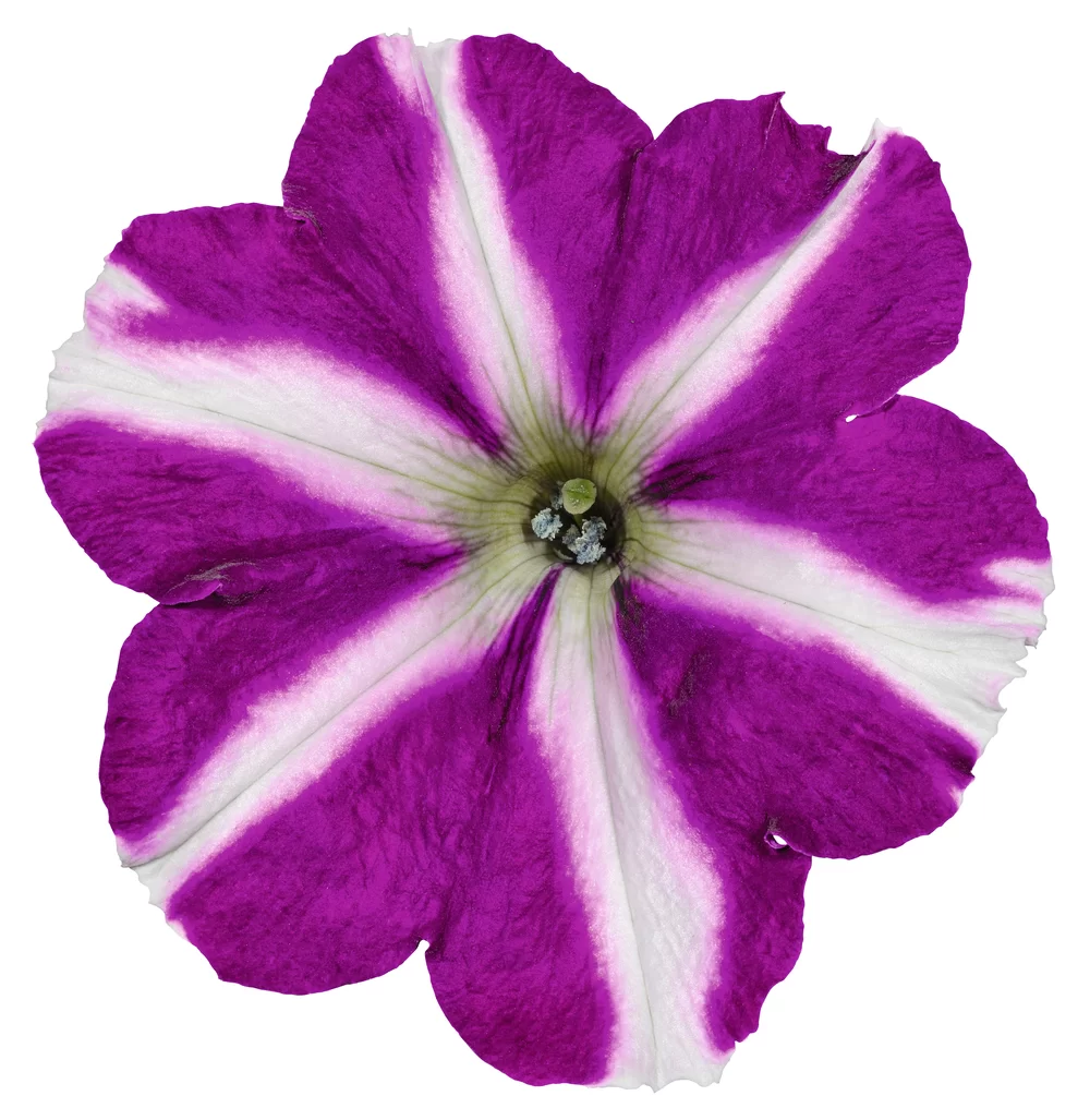 Petunia grandiflora Amore® Joy