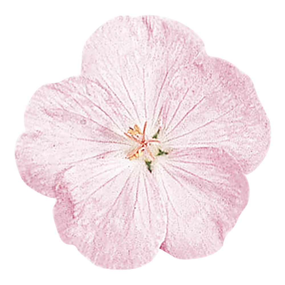 Geranium sanguineum Vision® Pink