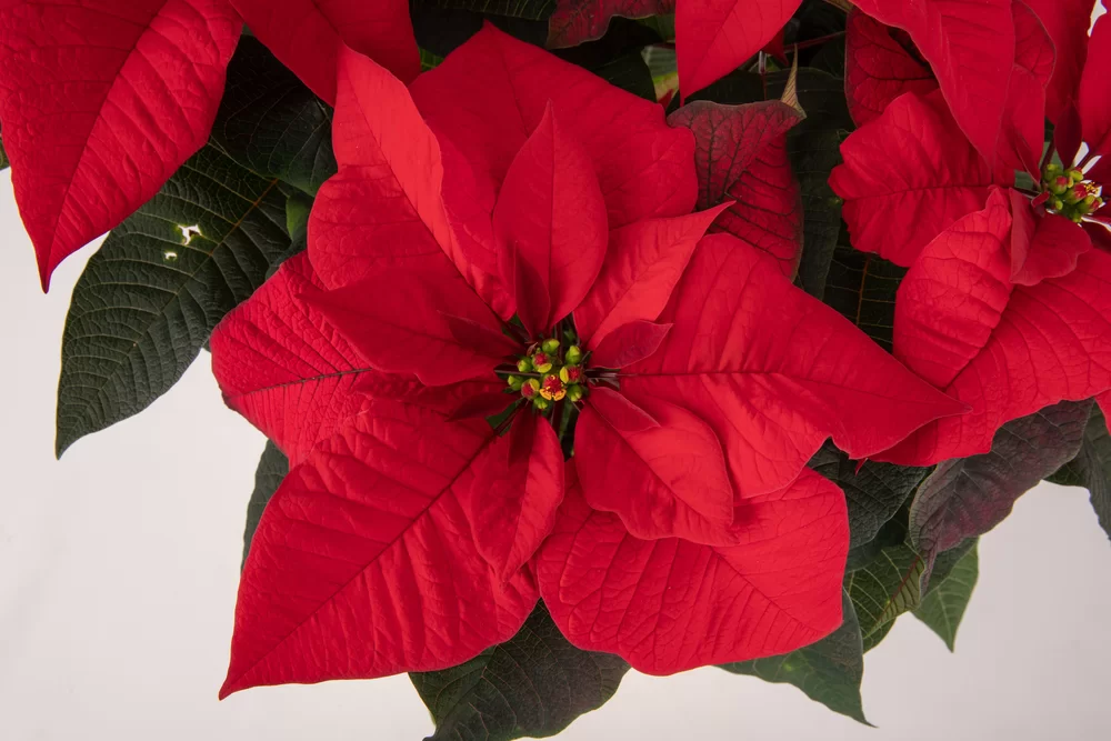 Euphorbia pulcherrima Superba Red