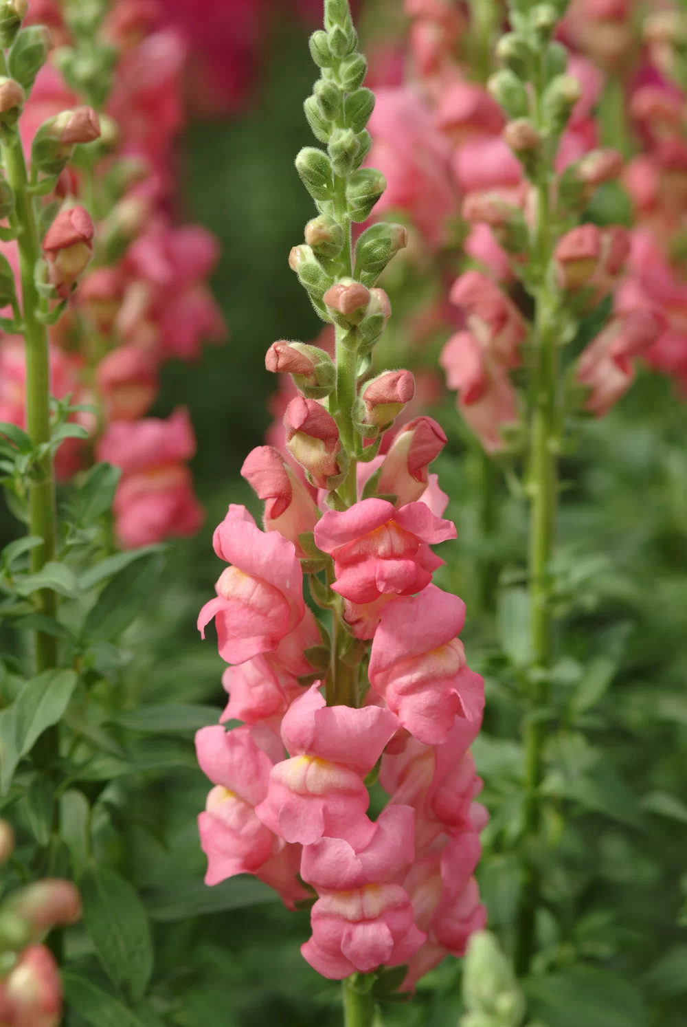 Antirrhinum majus Potomac Early Rose