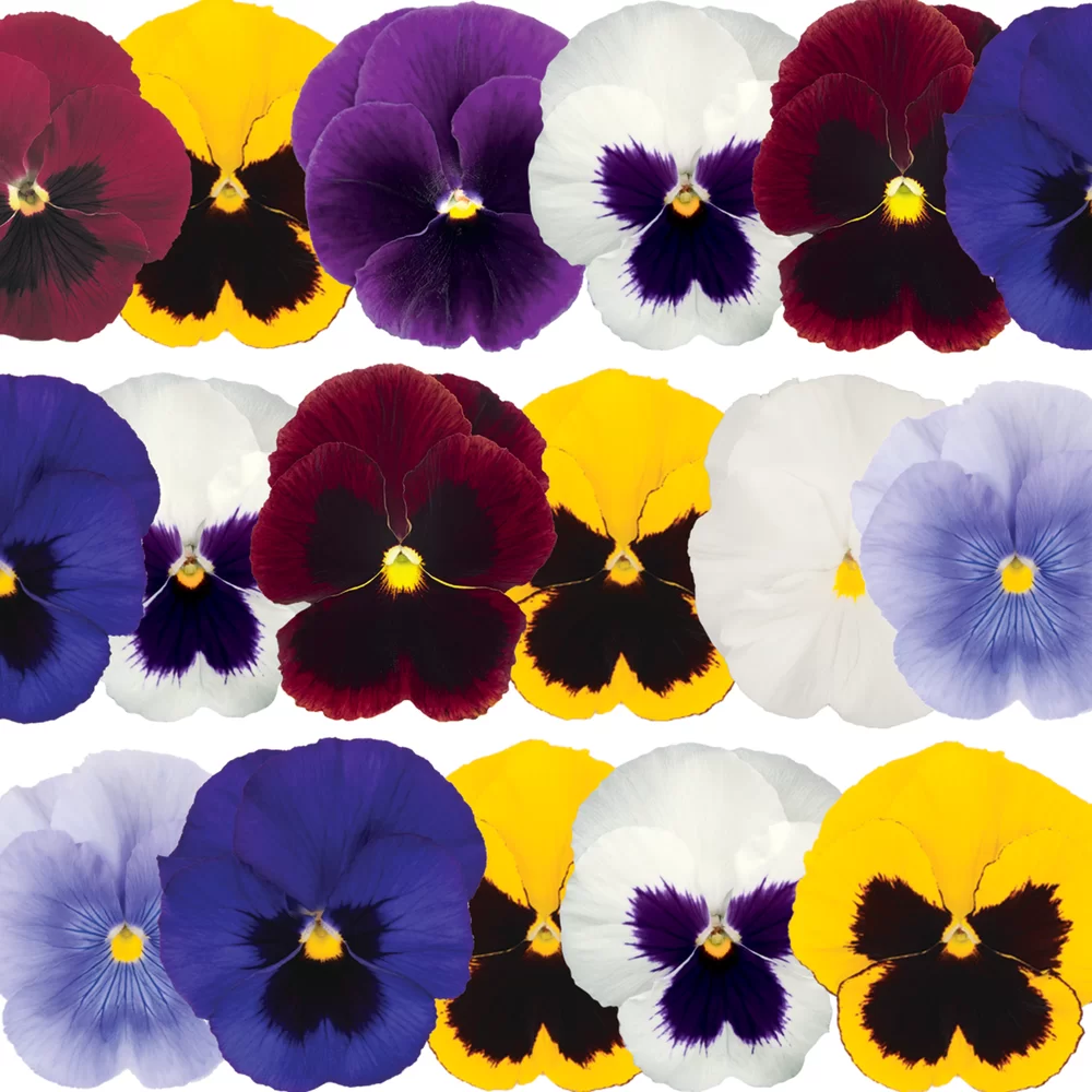 Viola wittrockiana EVO® Spring Select Mix