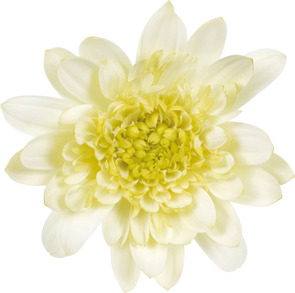 Osteospermum ecklonis Dalina Double | Florensis