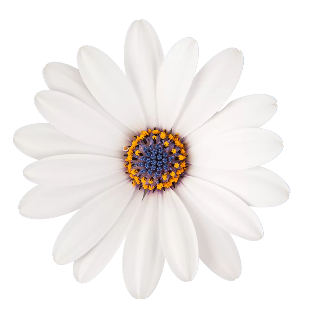 Osteospermum ecklonis Dalina® white old