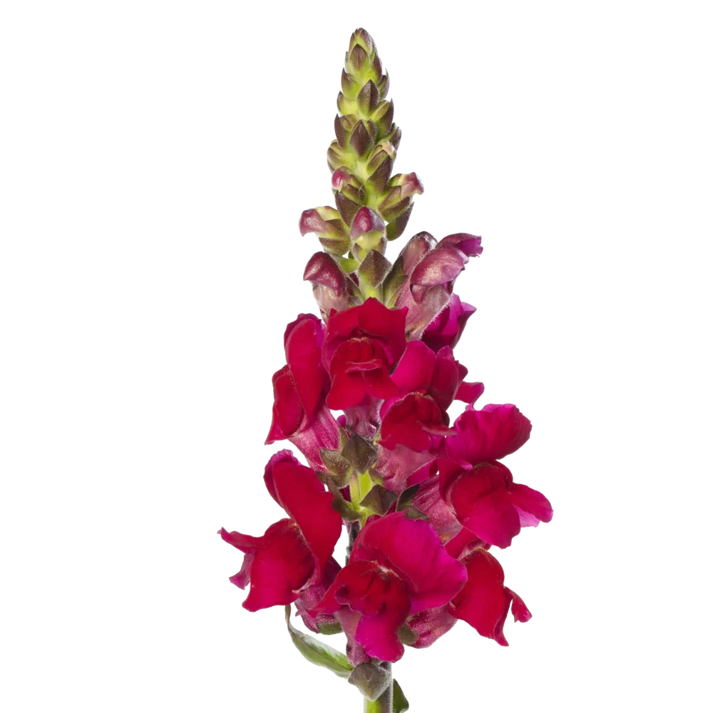 Antirrhinum majus - Antibes - 1 Magenta