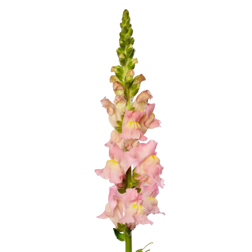 Antirrhinum majus Antibes 1 Pink