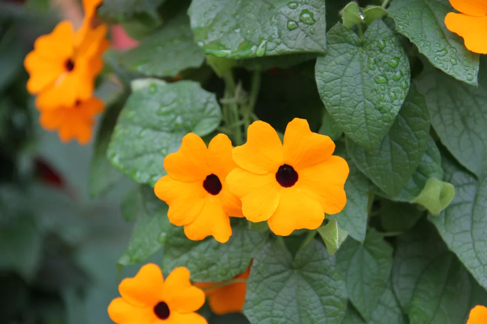 Thunbergia alata SunEyes New Orange