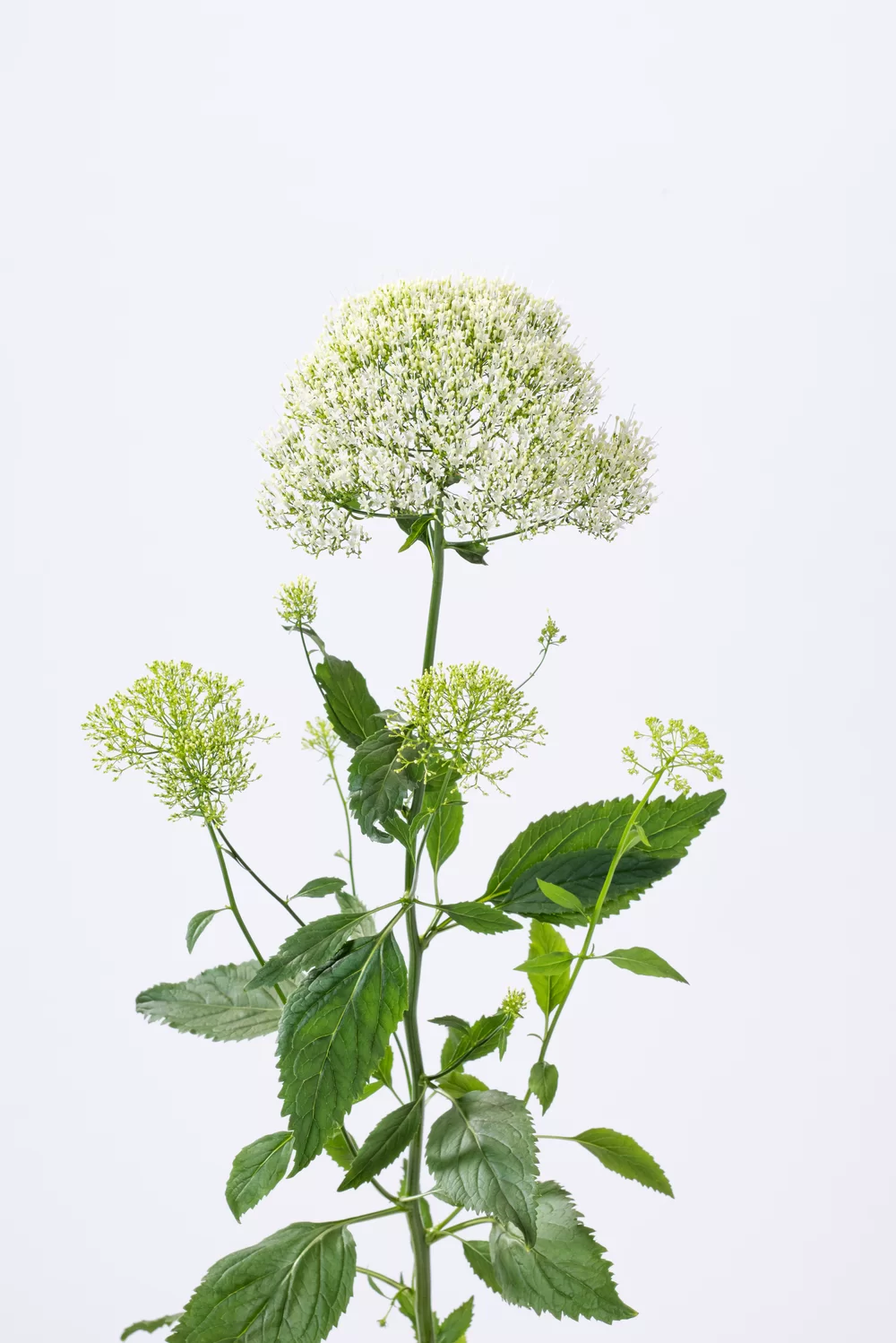 Trachelium caerleum Lake Forest White