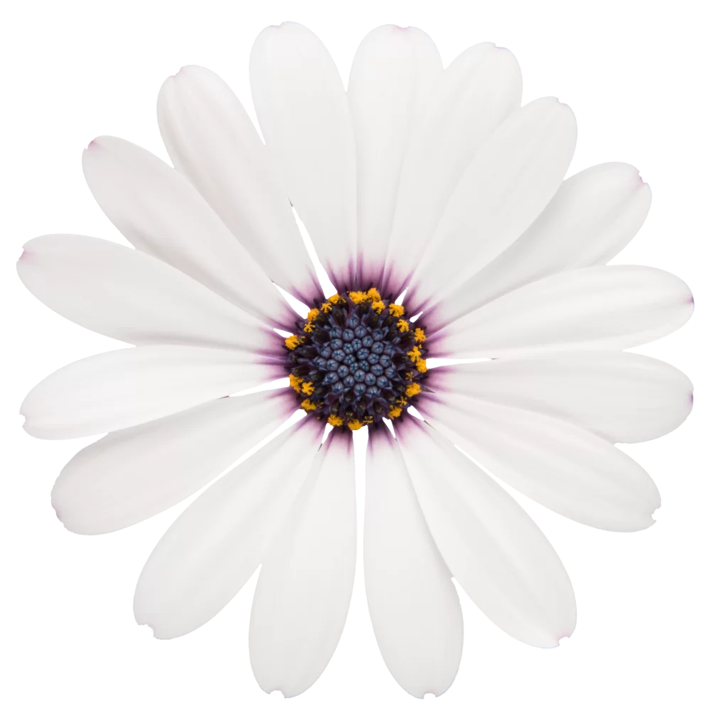 Osteospermum ecklonis Dalina® Compact White