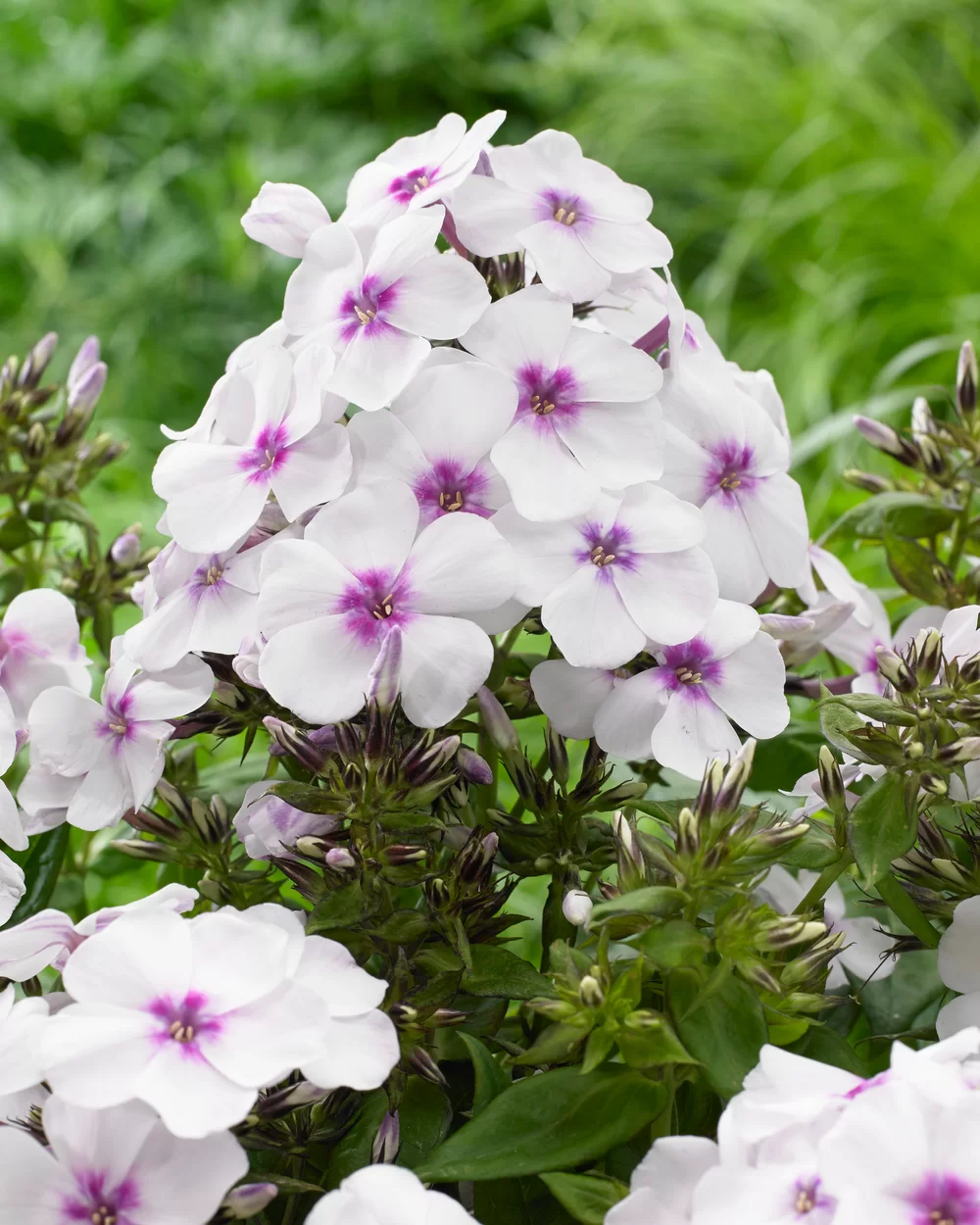 Phlox paniculata Famous White with Eye