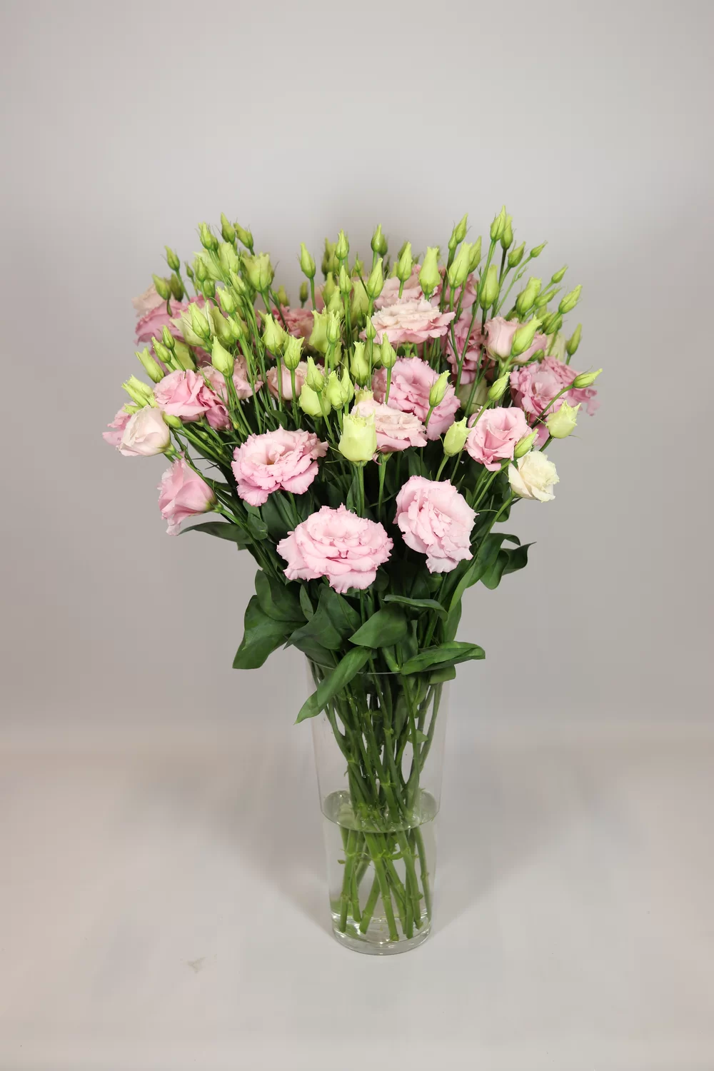 Lisianthus grandiflorum Alissa 2 Light Pink