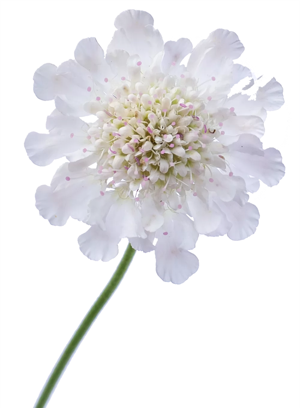 Scabiosa columbaria Kudo White