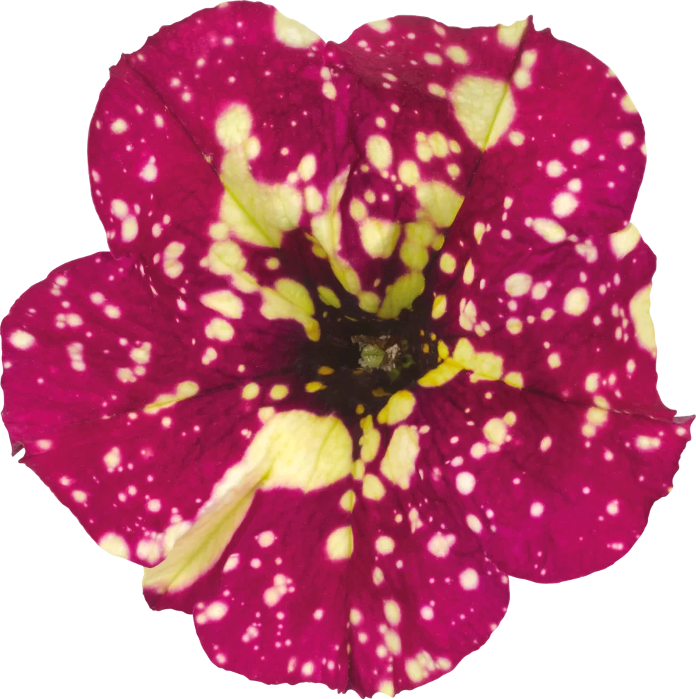 Petunia grandiflora MoonDust Supernova