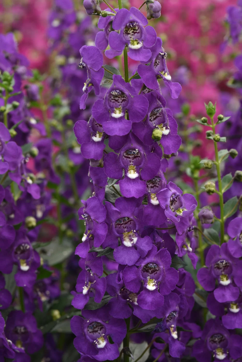 Angelonia angustifolia Archangel™ Purple