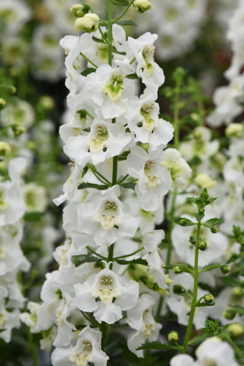 Angelonia angustifolia Archangel™ White