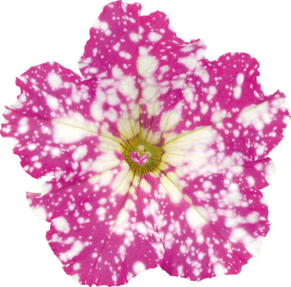 Petunia grandiflora MoonDust Magenta Comet