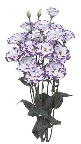 Lisianthus grandiflorum Excalibur 2 Blue Picotee