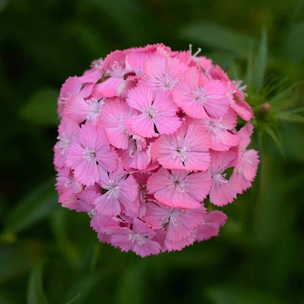 Dianthus barbatus Sweet Deep Pink Maxine